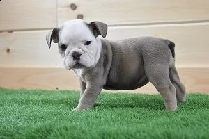 regalo bulldog cuccioli disponible 