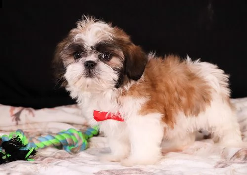 regalo cuccioli shih tzu .