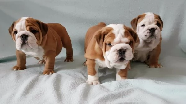 ultime due cucciole di bulldog inglese