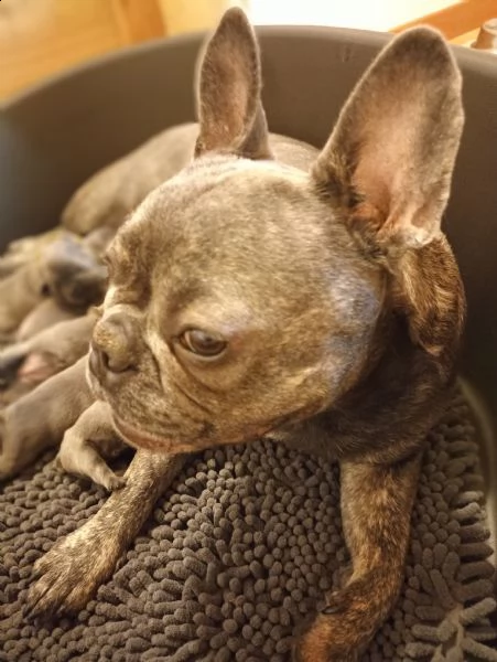 bulldog francese cuccioli