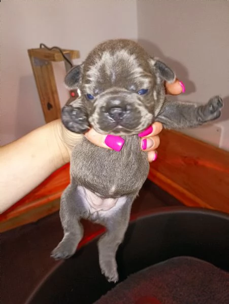 bulldog francese cuccioli | Foto 2