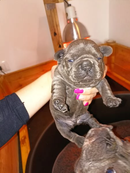 bulldog francese cuccioli | Foto 1