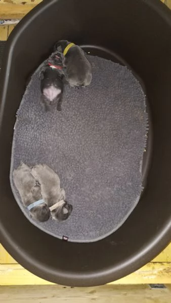 bulldog francese cuccioli | Foto 0