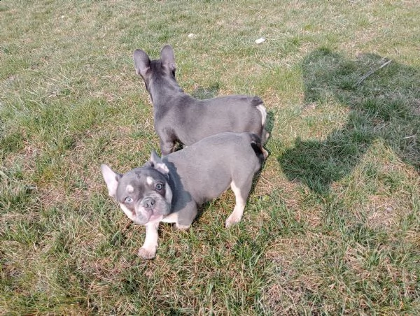 bulldog francesi femmine | Foto 0