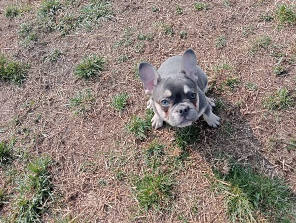 bulldog francesi femmine