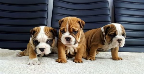 ultime due cucciole di bulldog inglese