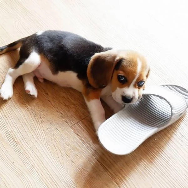  regalo beagle
