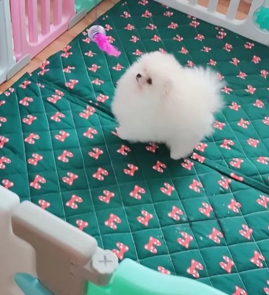 regalo  volpino pomerania mini toy | Foto 0