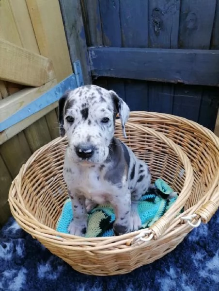 regalo dalmata cuccioli 