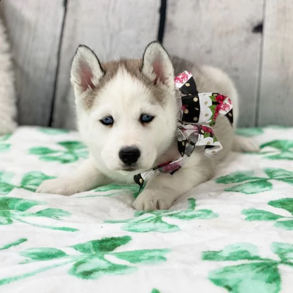  husky siberiano cuccioli per l'adozione bellissima cucciolata cerca nuova famiglia, 4 maschi e 3 fe