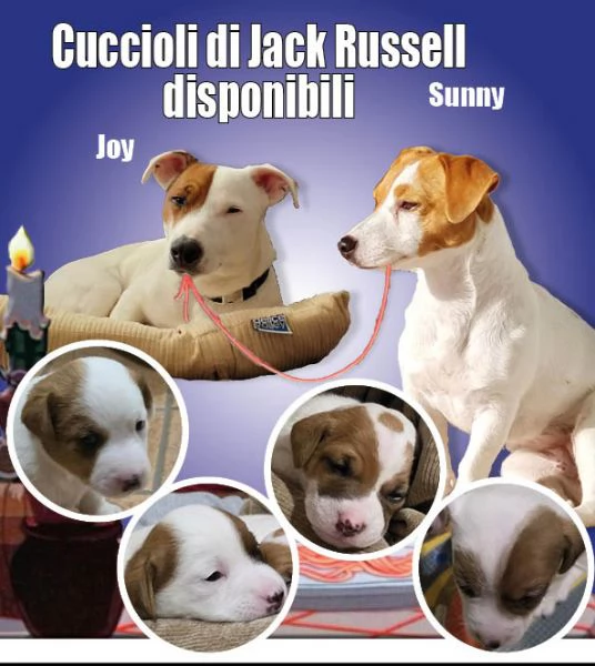 jack russell - 4 splendidi cuccioli