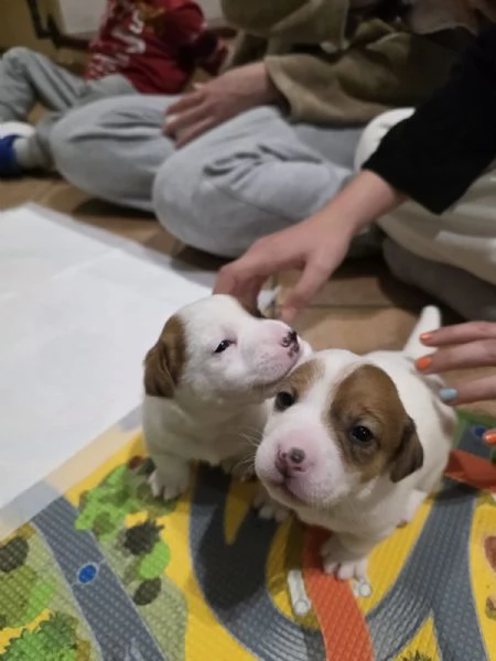 jack russell - 4 splendidi cuccioli | Foto 4