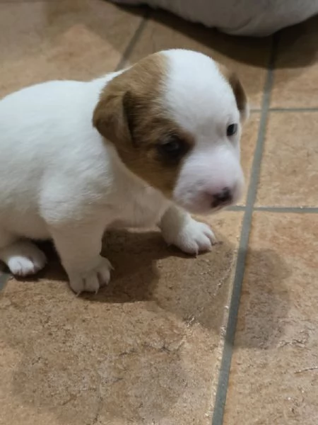 jack russell - 4 splendidi cuccioli | Foto 3
