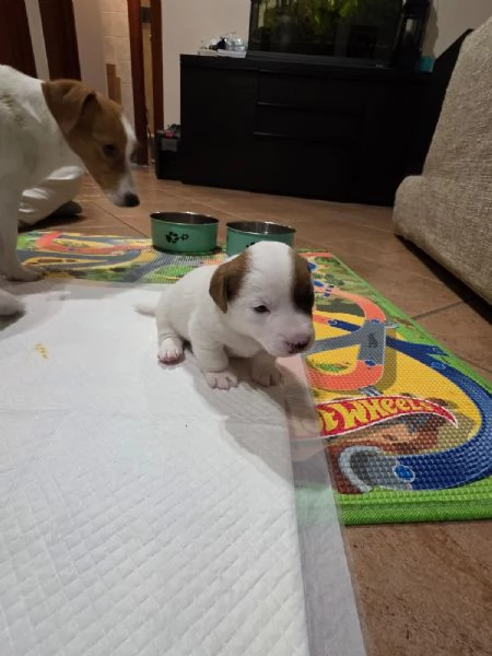 jack russell - 4 splendidi cuccioli | Foto 2