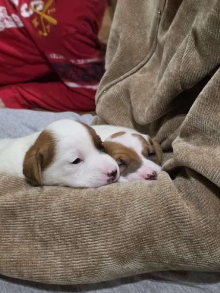 jack russell - 4 splendidi cuccioli | Foto 1