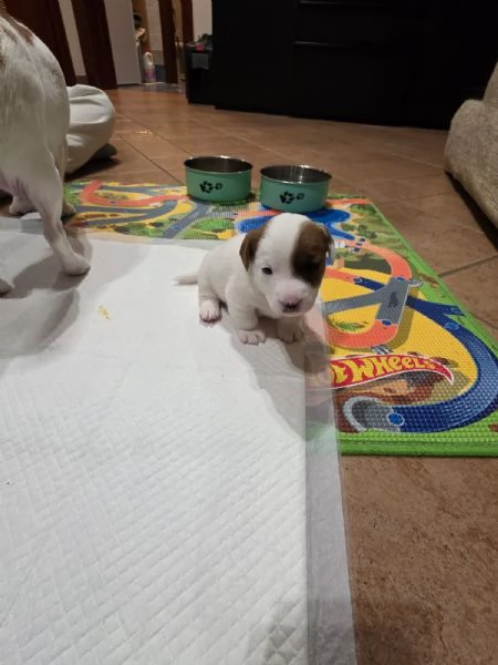 jack russell - 4 splendidi cuccioli | Foto 0