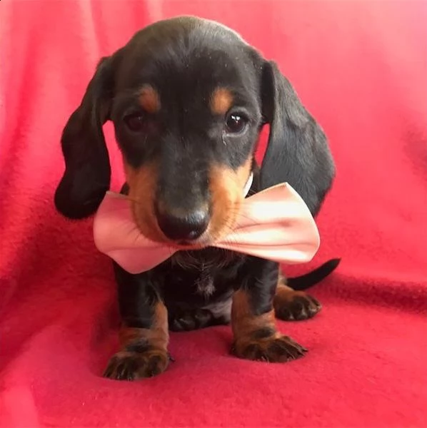 regarlo bassotto cuccioli bellissima cucciolata cerca nuova famiglia, 4 maschi e 3 femmina, 60 gg, t