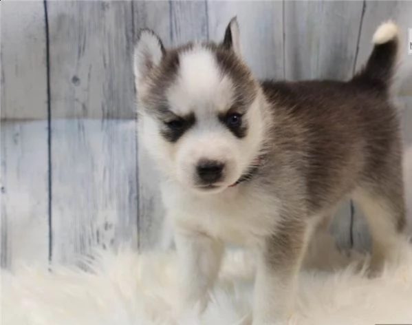  regalo siberian husky con pedigree   