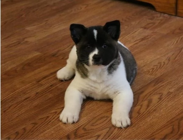 regalo akita cuccioli meravigliosi ! 