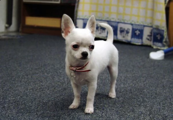 cerco cucciolo di chihuahua mini toy