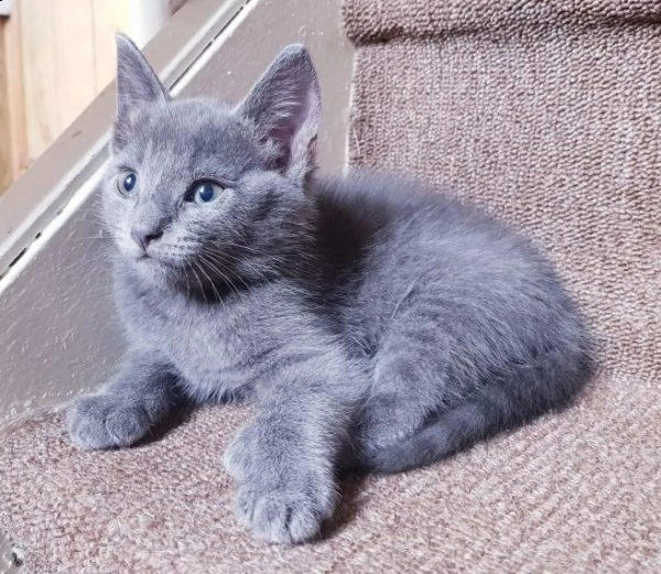 tre mesi blu di russia cucciolo