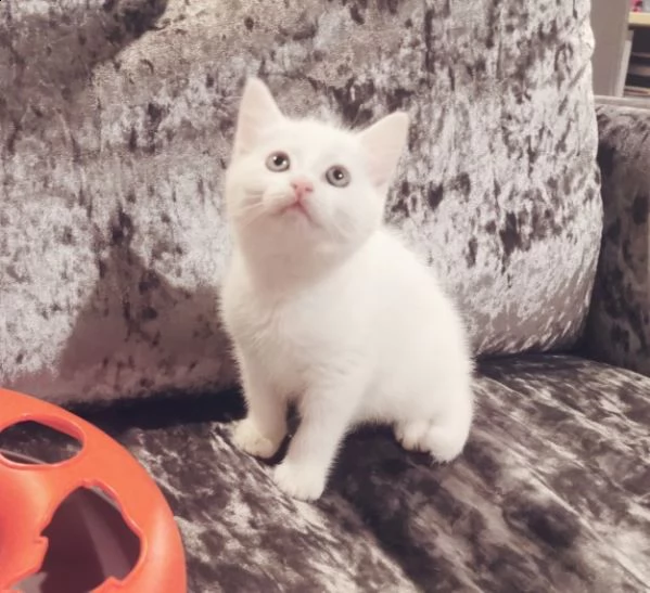 tre mesi blu di russia cucciolo | Foto 2