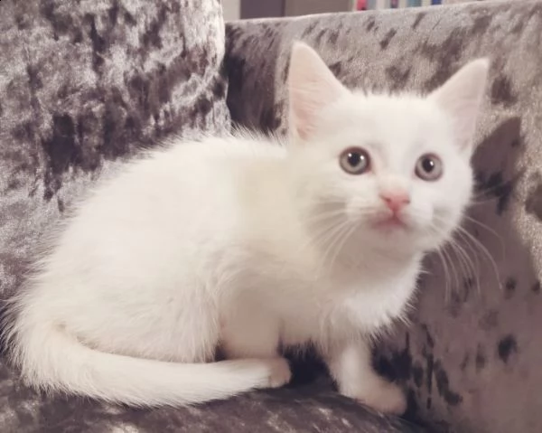 tre mesi blu di russia cucciolo | Foto 1