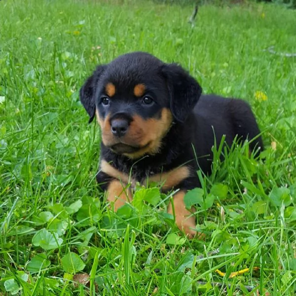 rottweiler puppies for adoption  | Foto 2