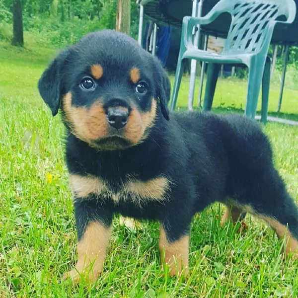 rottweiler puppies for adoption  | Foto 1