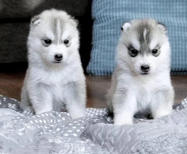 siberian huskies for adoption  | Foto 0