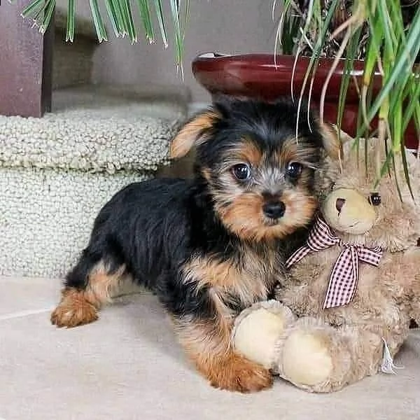 teacup puppies for adoption  | Foto 2