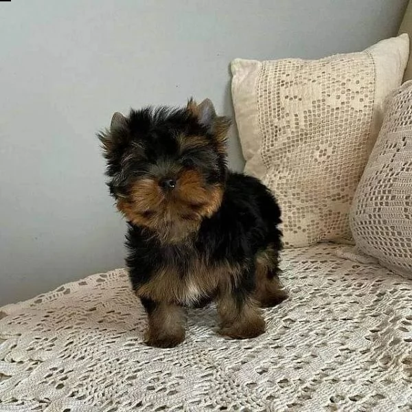 teacup puppies for adoption  | Foto 1