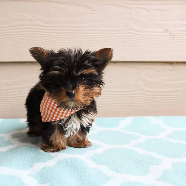 teacup puppies for adoption 
