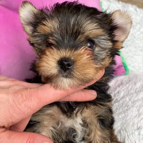 teacup puppies for adoption  | Foto 0