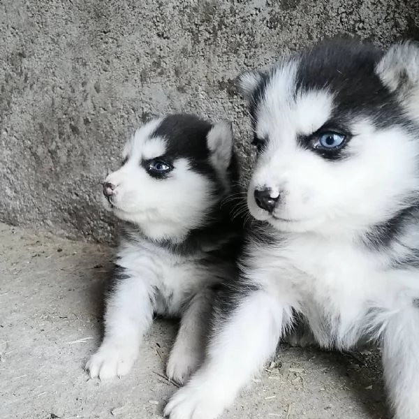 siberian huskies for adoption   | Foto 1