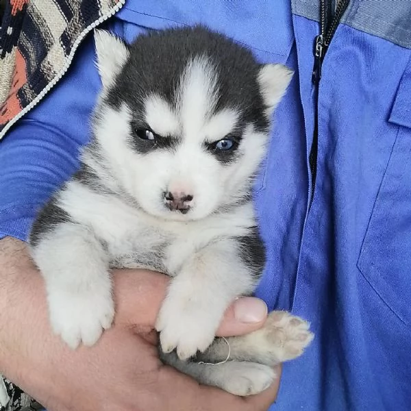 siberian huskies for adoption   | Foto 0