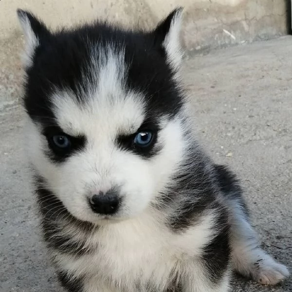 siberian huskies for adoption  