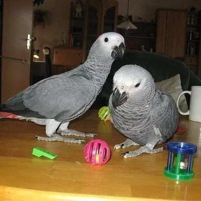 african grey parrots for adoption  | Foto 2