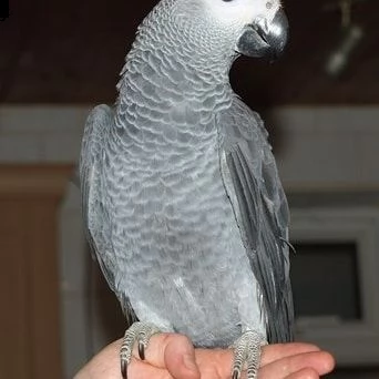 african grey parrots for adoption  | Foto 1
