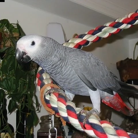 african grey parrots for adoption  | Foto 0