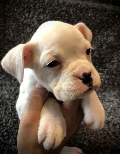 regalo estremamente carino cuccioli di boxer per l'adozione .
