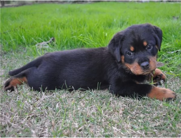 fantastici cuccioli di rottweiler | Foto 2