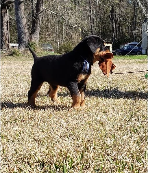 fantastici cuccioli di rottweiler