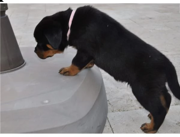 fantastici cuccioli di rottweiler | Foto 1