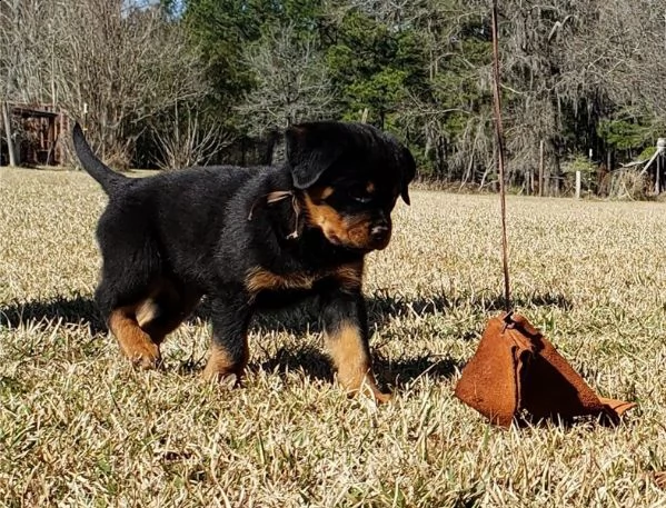 fantastici cuccioli di rottweiler | Foto 0