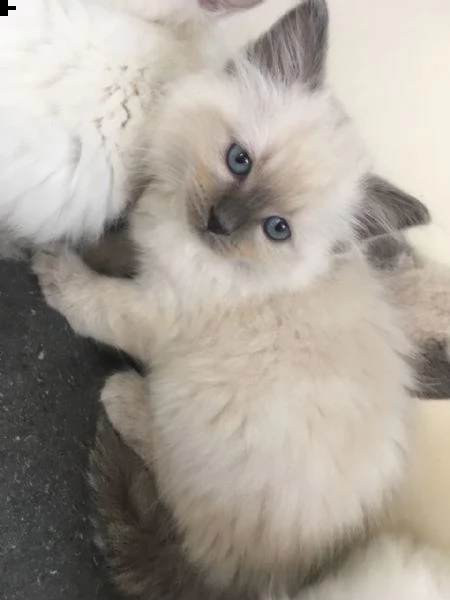 bellissimi gattini ragdoll | Foto 2