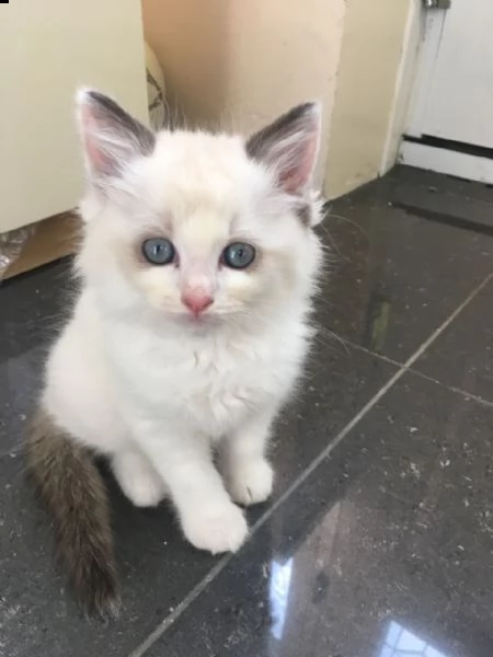 bellissimi gattini ragdoll | Foto 1