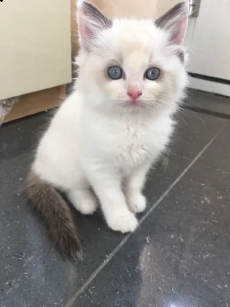 bellissimi gattini ragdoll