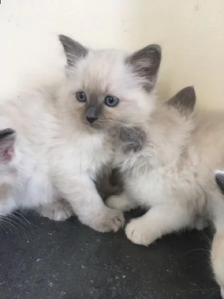 bellissimi gattini ragdoll | Foto 0