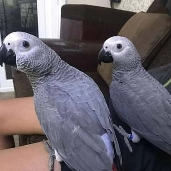 african grey parrots for adoption 